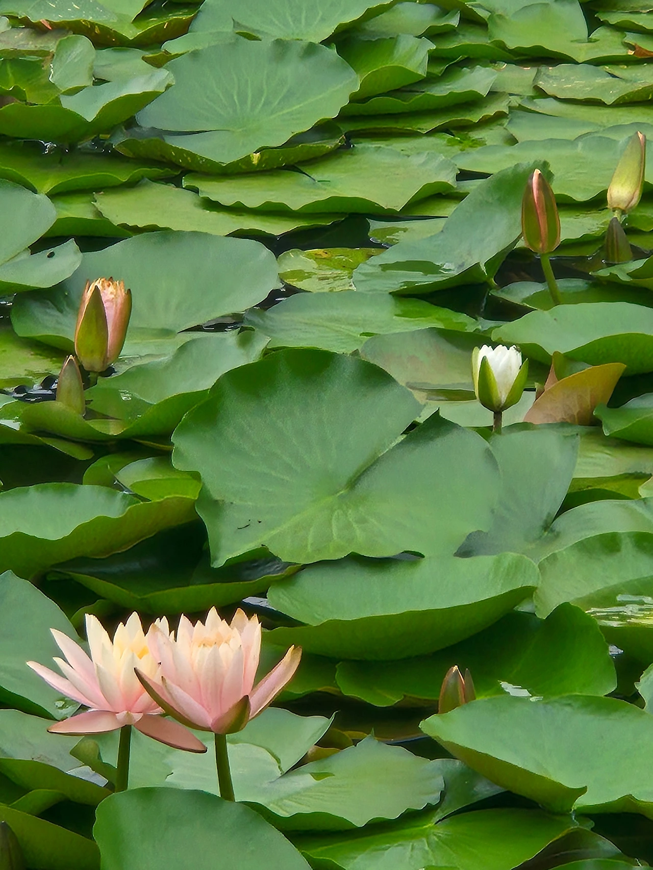 KakaoTalk_Photo_2025-07-17-12-56-54 002.jpeg