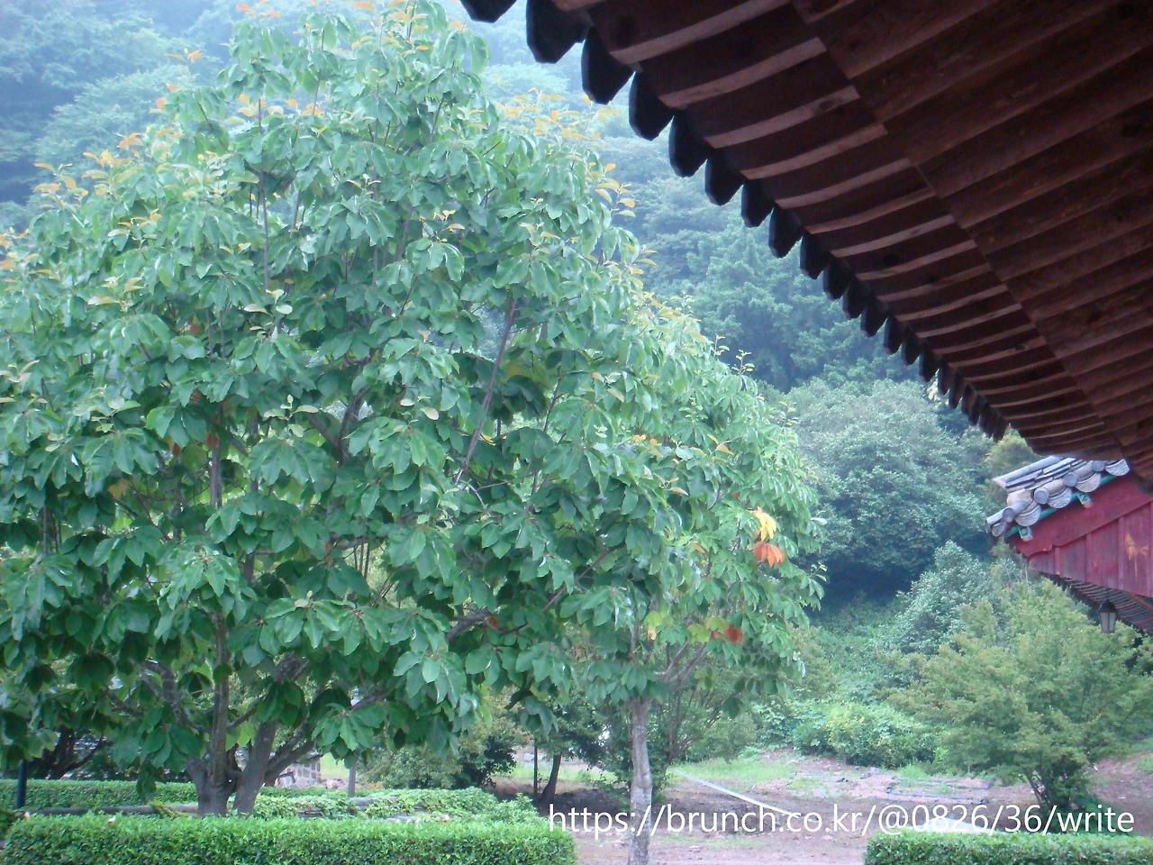 느티나무.템플스테이숙소에서 보인다.JPG