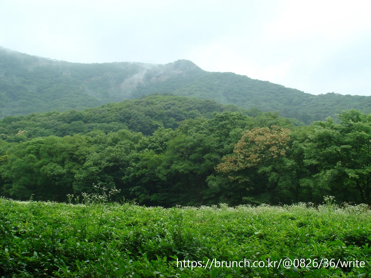 녹차밭2.JPG