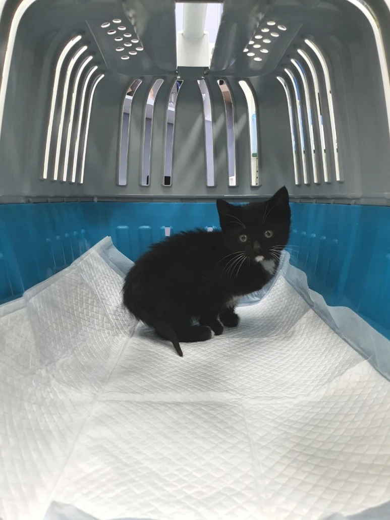 SE-527315a1-7f5e-4040-a192-eb33cff5be7e.jpg?type=w773