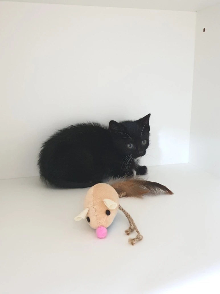 SE-20e32958-f8ed-43d8-88c8-ddc935e215d4.jpg?type=w773