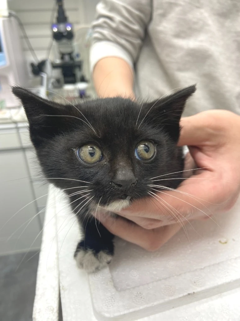 SE-6dae56fd-e808-4950-bb8c-03ec588b0f24.jpg?type=w773