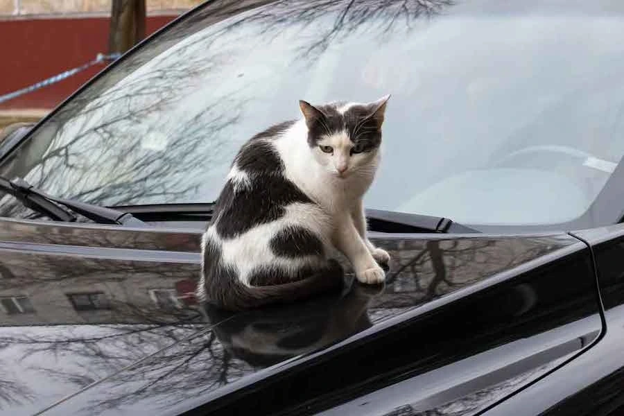 겨울철-고양이-보닛-사고-안전사고-12.jpeg