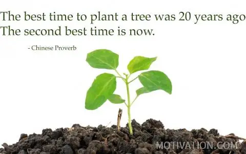 tree-proverb-quote.jpg?type=w773