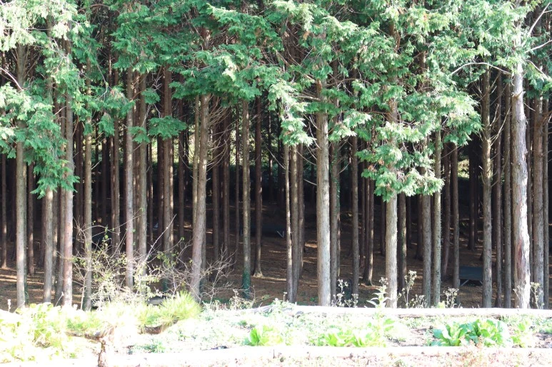 IMG_4233.JPG?type=w773