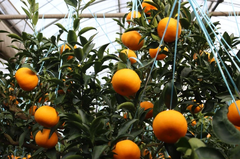 IMG_4133.JPG?type=w773