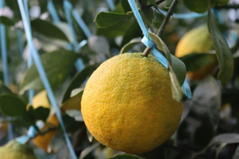 IMG_4129.JPG?type=w773