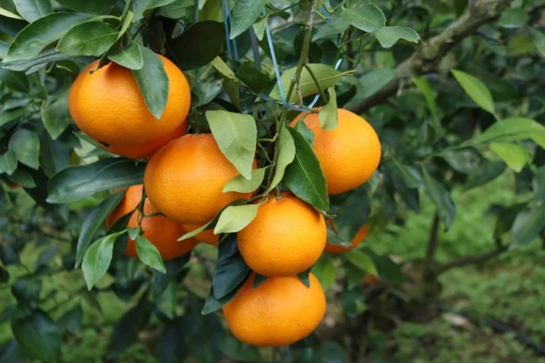 20211217132126%EF%BC%BFIMG%EF%BC%BF5778.JPG?type=w773