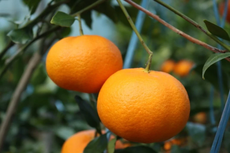 20211217132105%EF%BC%BFIMG%EF%BC%BF5775.JPG?type=w773