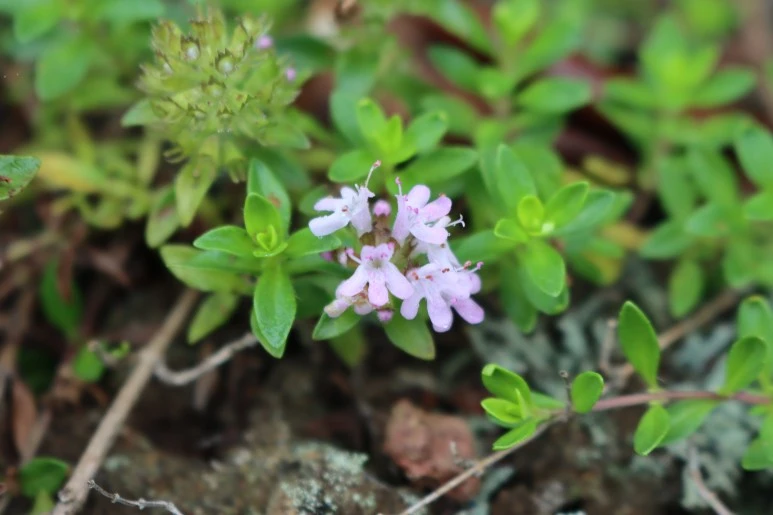 IMG_1713.JPG?type=w773