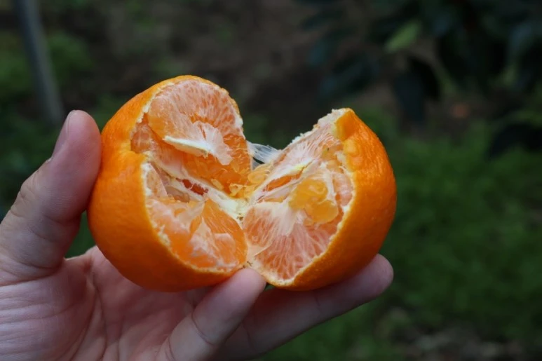 20211217132253%EF%BC%BFIMG%EF%BC%BF5782.JPG?type=w773