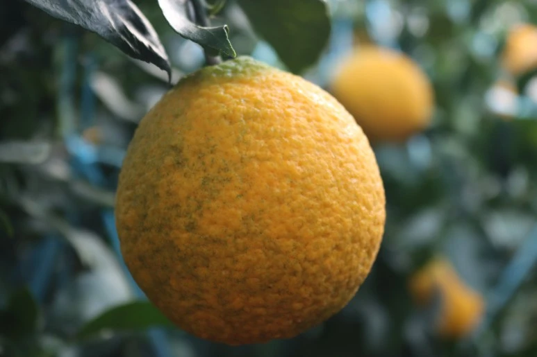 IMG_4131.JPG?type=w773