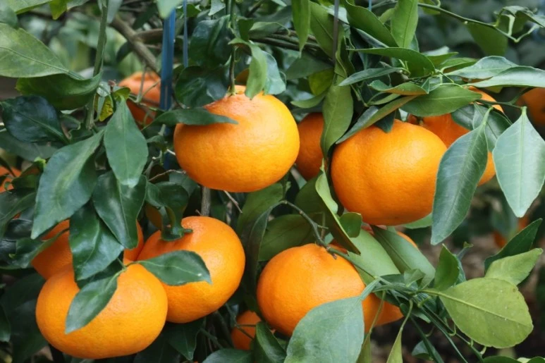 20211217132113%EF%BC%BFIMG%EF%BC%BF5776.JPG?type=w773