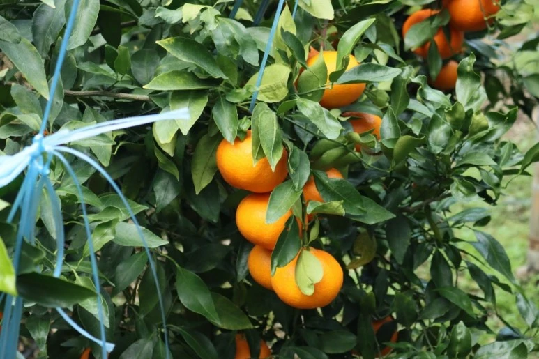 20211217132047%EF%BC%BFIMG%EF%BC%BF5774.JPG?type=w773