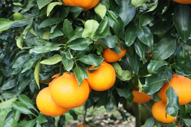 20211217132213%EF%BC%BFIMG%EF%BC%BF5781.JPG?type=w773