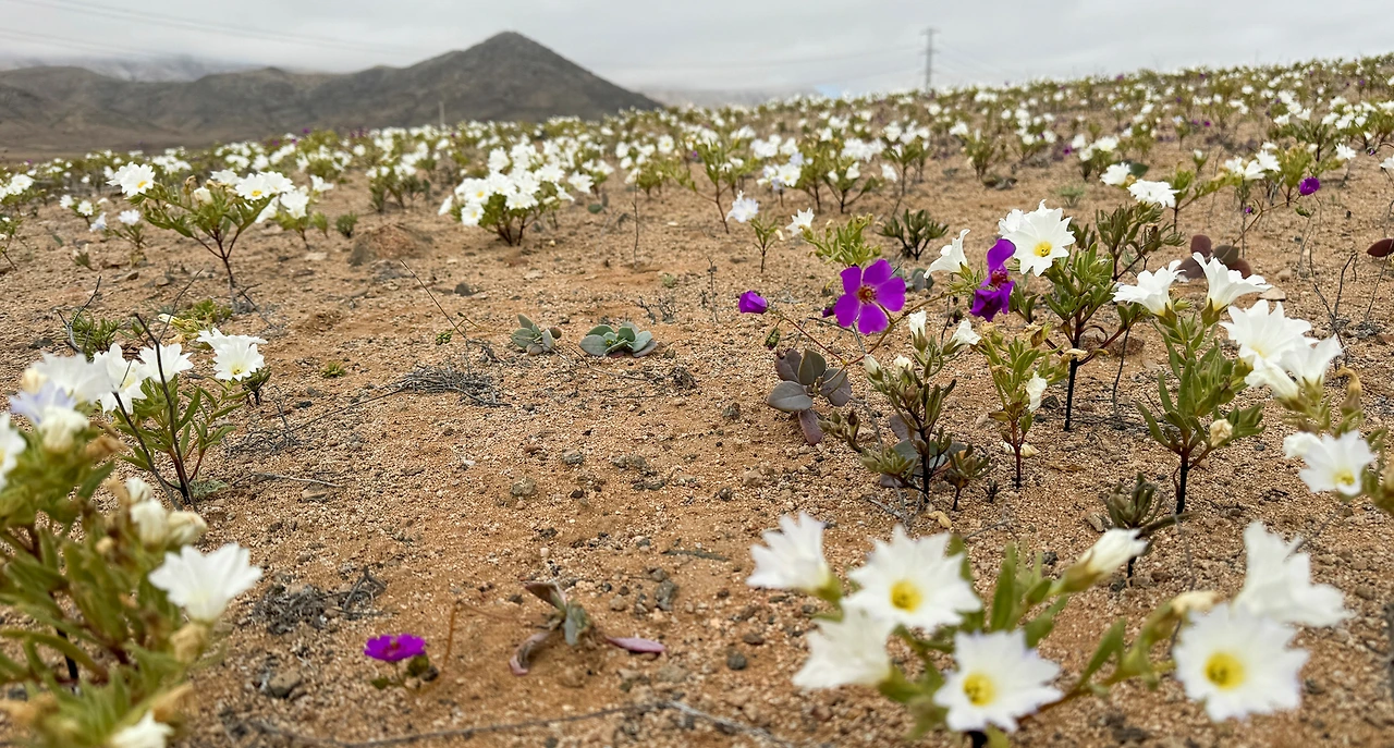 ADKq_NbrqHIAnMtcYMVr-M3iJKTFfe1dixaV1TsVt2lvg7UFIsVB4L7Z2i7RH9efoyEm3oe-huLhwPV9uVdYFeSgMBLJKNhbqHSOKdUzT8P_ybyWvIrK=s0-d-e1-ft