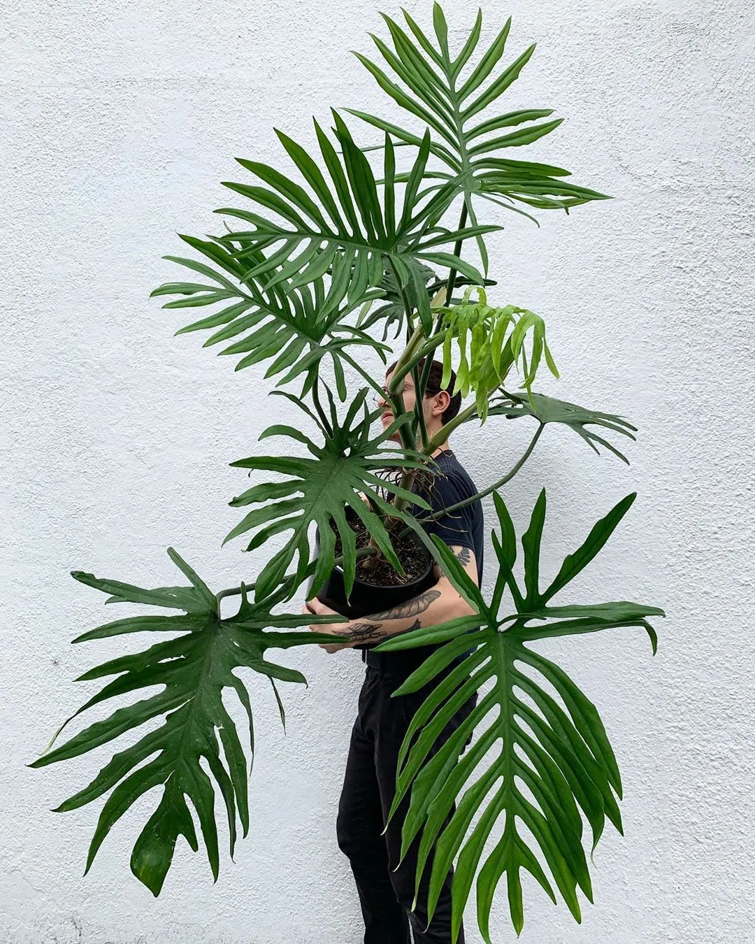 Tylor’s Instagram profile post_ “Posting this beauty again bc some plants are too good not to_ Philodendron elegans, a wonderful climbing aroid that gets more lacy the more…”.jpeg