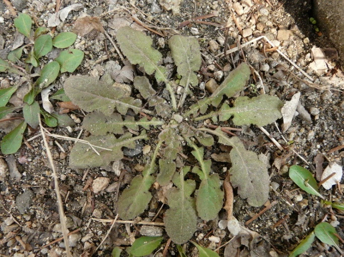 ?src=http%3A%2F%2Fcafefiles.naver.net%2F20100319_108%2Fhy2me_12690009253048vpjk_jpg%2Fp1090232_hy2me.jpg&type=sc960_832