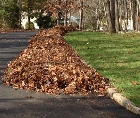 Curbside-leaves-cropped.jpg?type=w1600