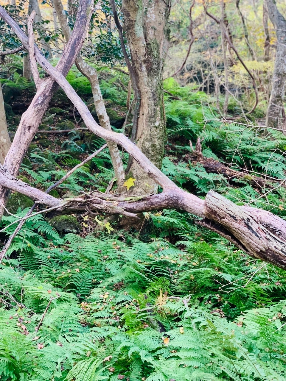 KakaoTalk_Photo_2021-11-24-13-02-29 007.jpeg