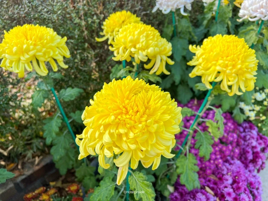 SE-52bd67a5-3df8-4572-b76c-5204c8191940.jpg?type=w1