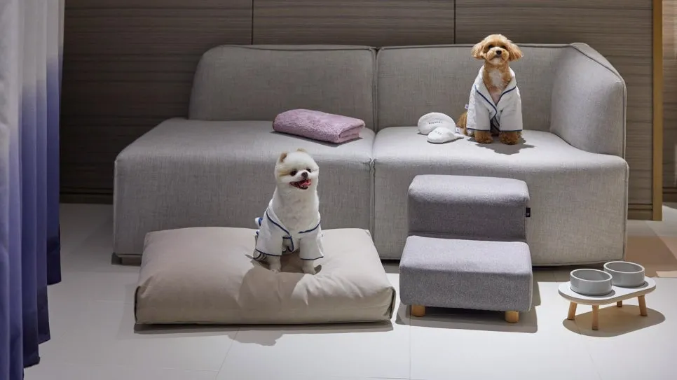 %ED%8E%AB%EC%BA%89%EC%8A%A4_%EC%8B%9C%EA%B7%B8%EB%8B%88%EC%97%98%EB%B6%80%EC%82%B0.jpg?type=w966