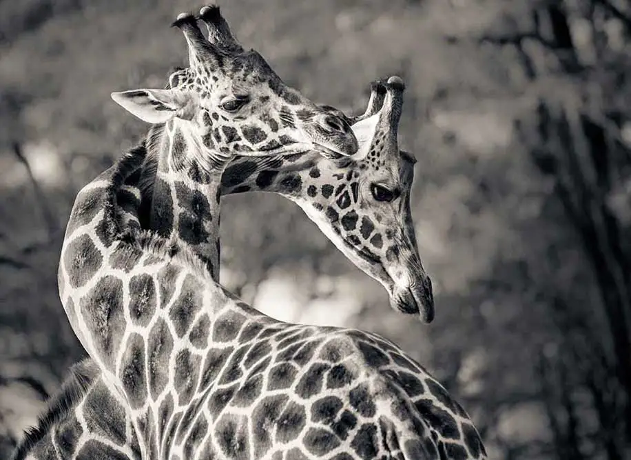Two-Giraffe-Entertwined-The-Safari-Collection.jpeg?type=w1