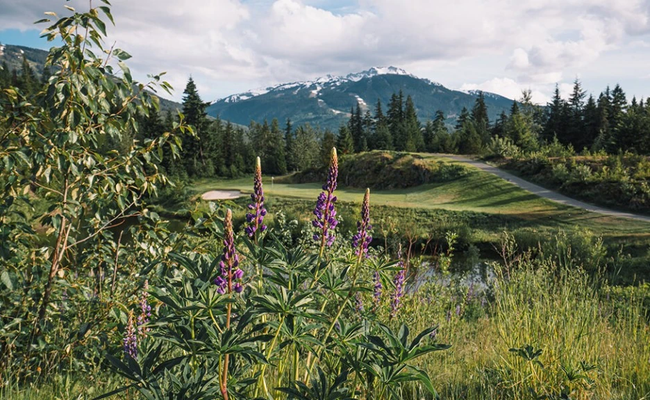 golf-course-hole8-lupins-975x600.jpg?type=w1