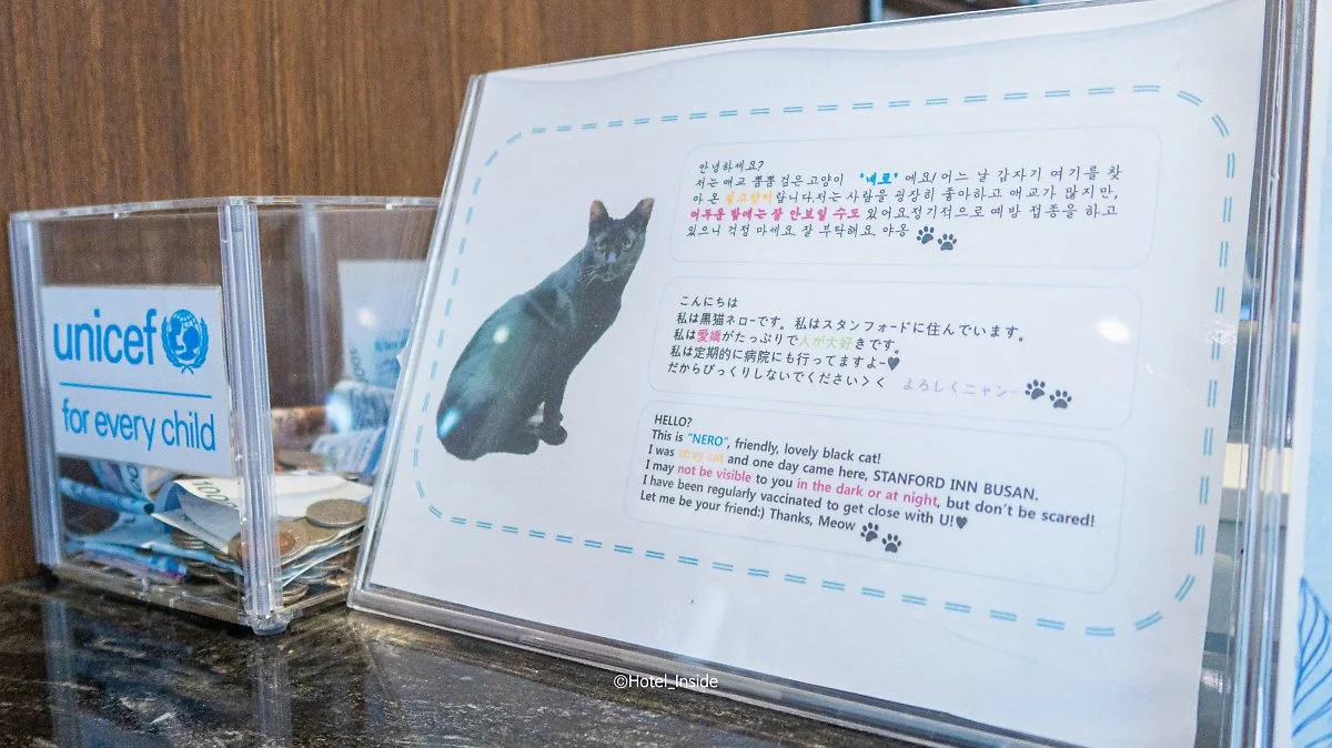 image_1907691371626074790571.jpg?type=w1200