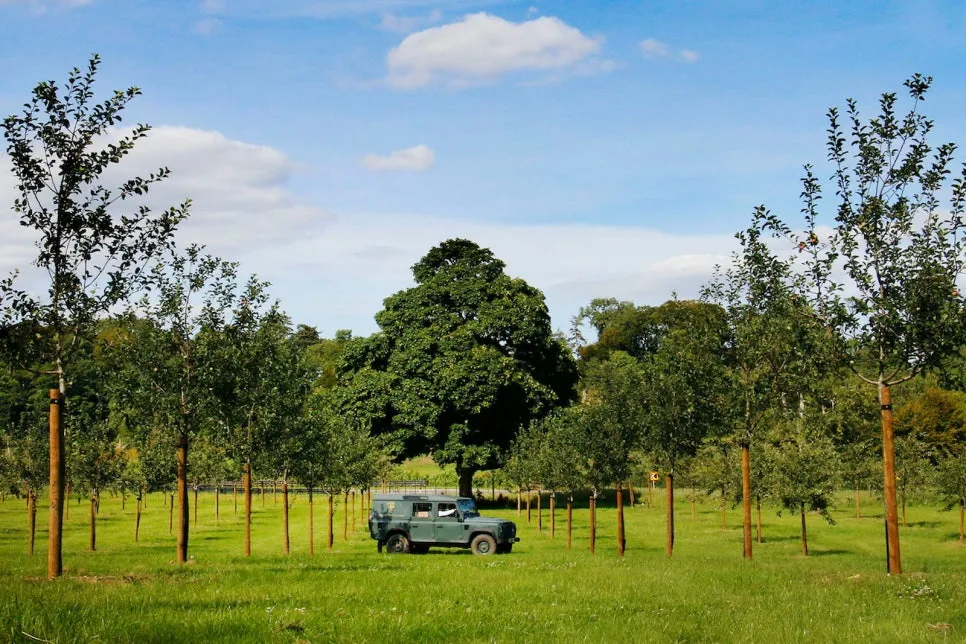 apples03-1621058274-(1).jpg?type=w966