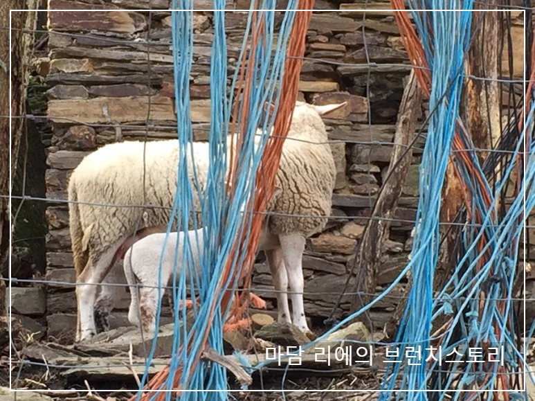 IMG_8248.JPG?type=w773