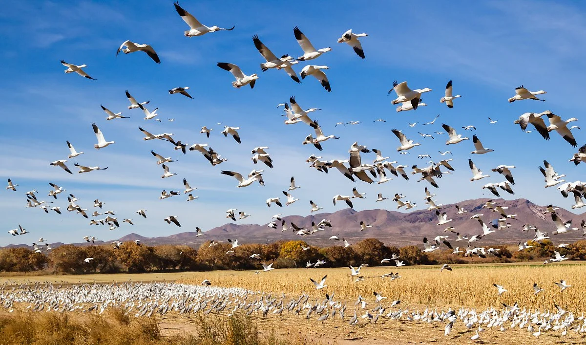 GettyImages-176247121.jpg?type=w1200