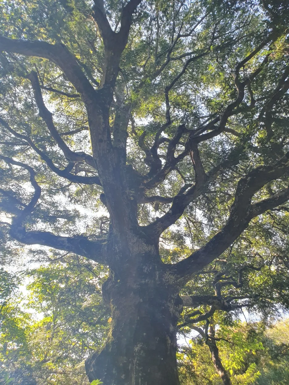 SE-3fee9066-fb22-48ac-ba82-ace16387076d.jpg?type=w1