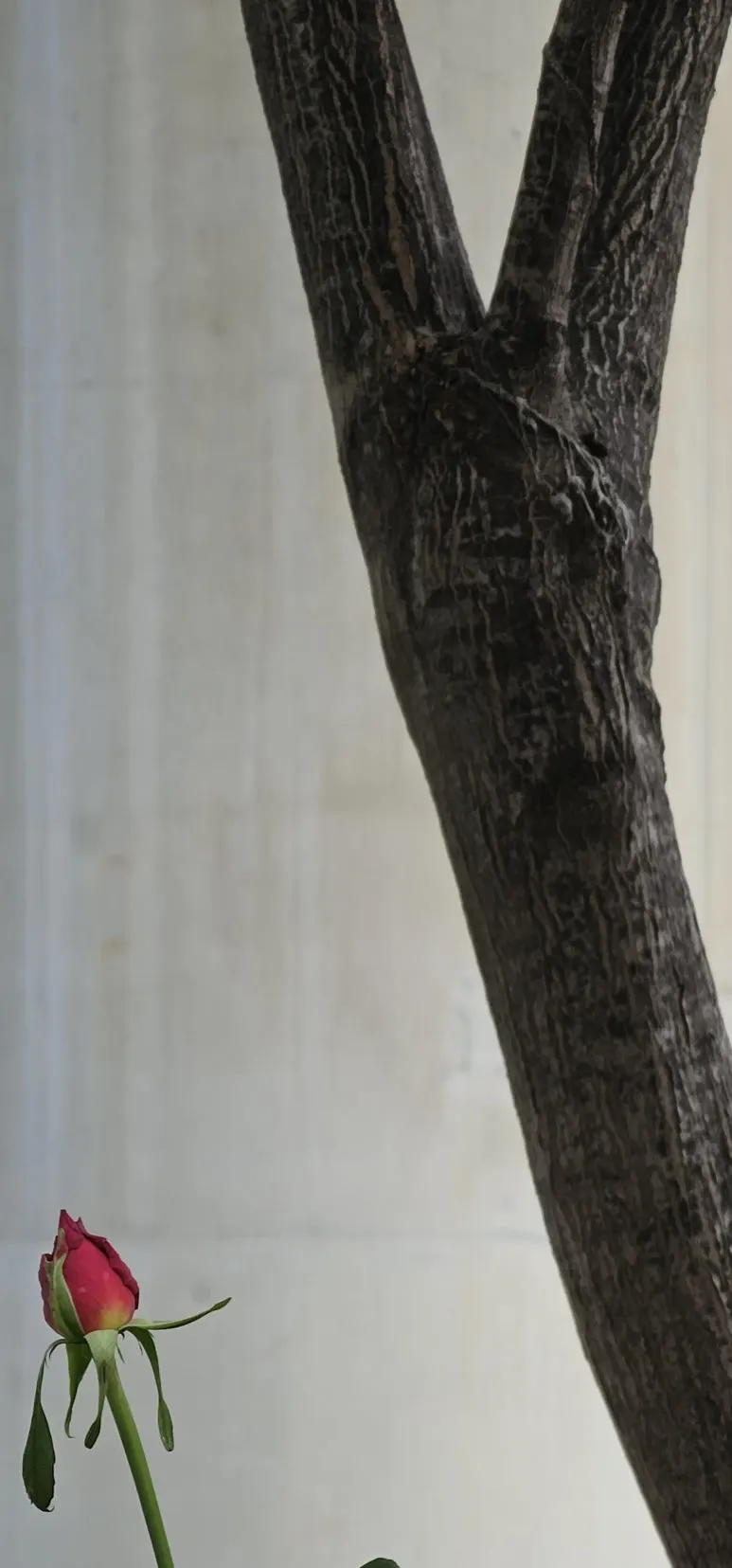 temp_1717109212023.-1135953871.jpeg?type=w773