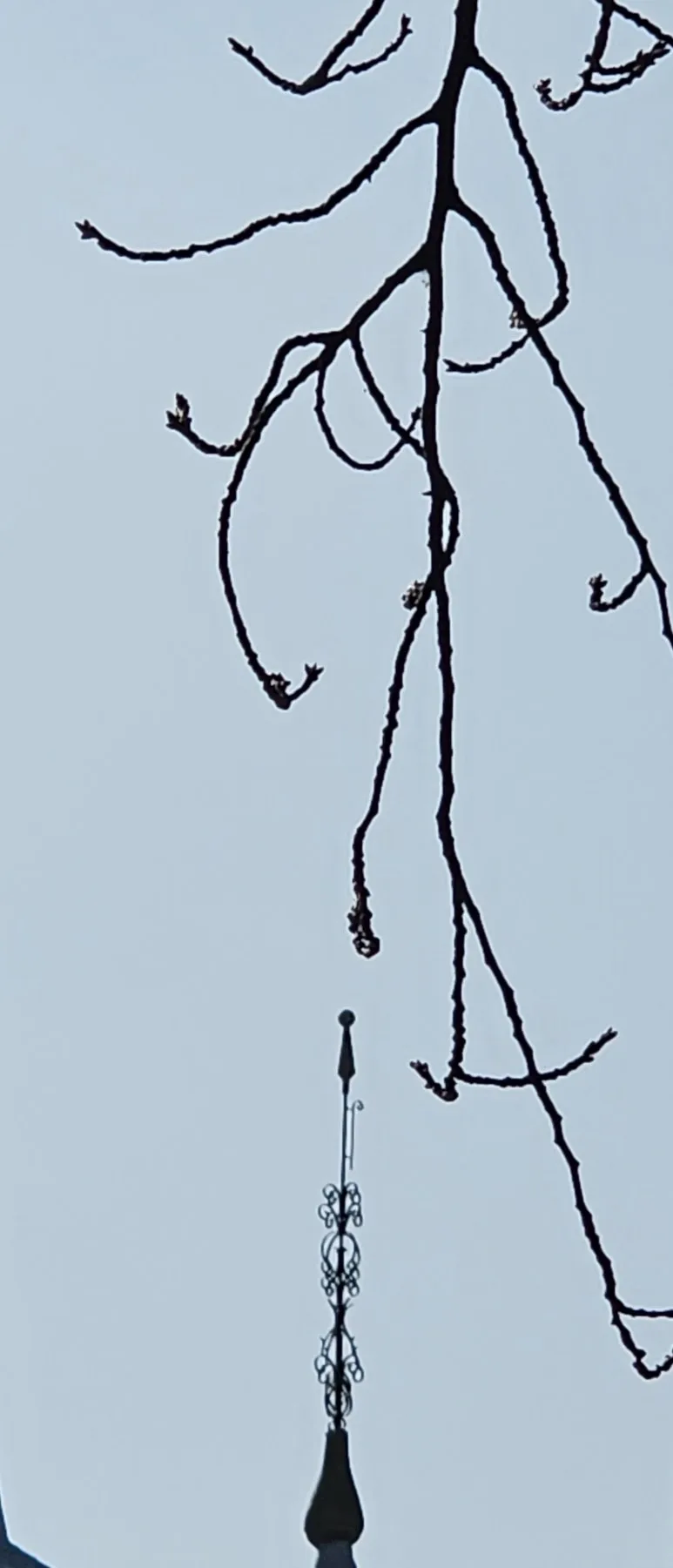 temp_1730846936452.137579334.jpeg?type=w773