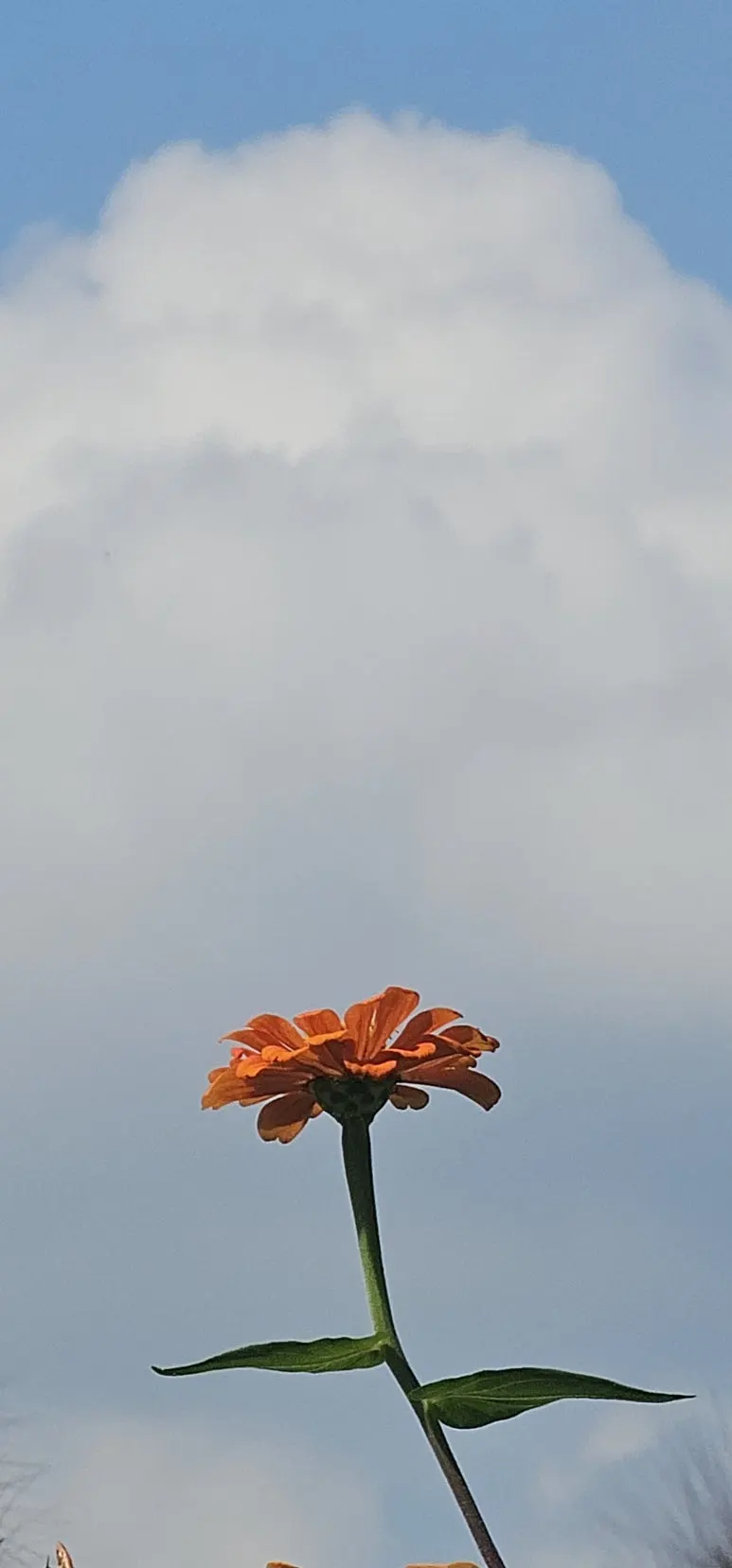 temp_1729463517022.-67509383.jpeg?type=w773