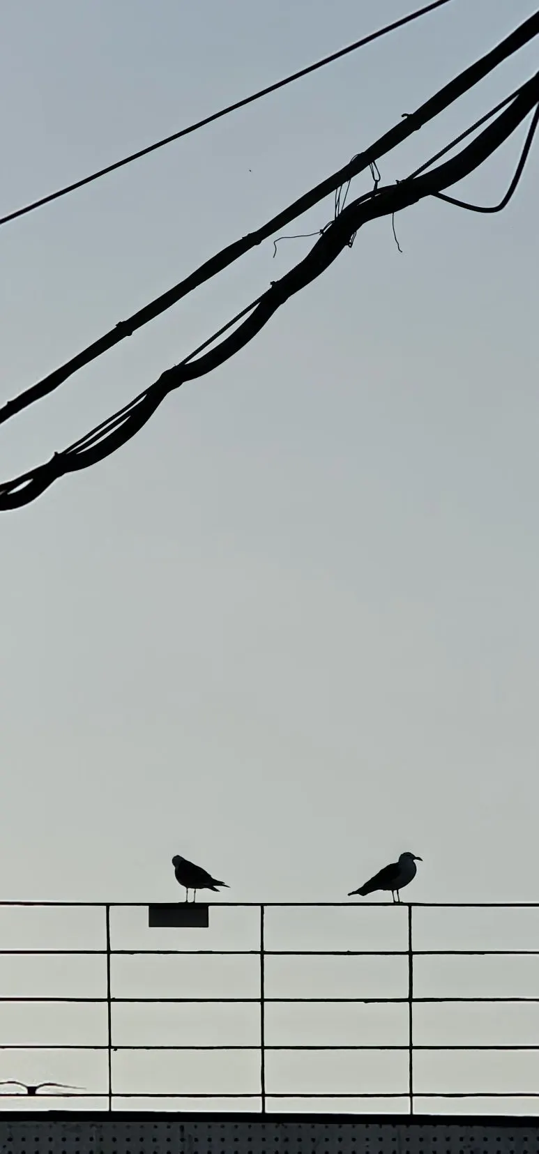 temp_1717971986862.1377629680.jpeg?type=w773