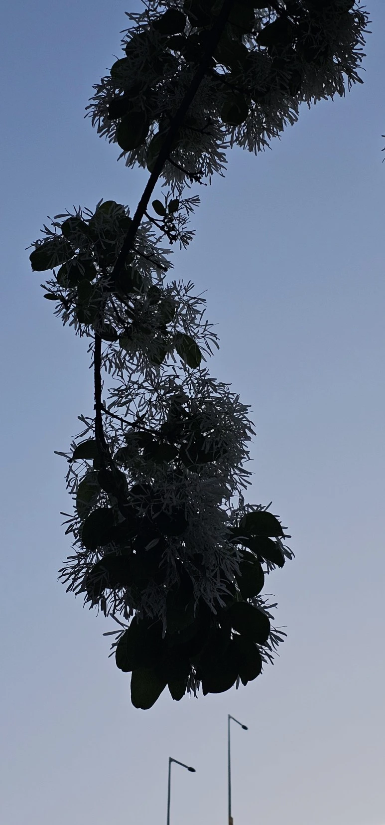 temp_1715637640273.-555741430.jpeg?type=w773