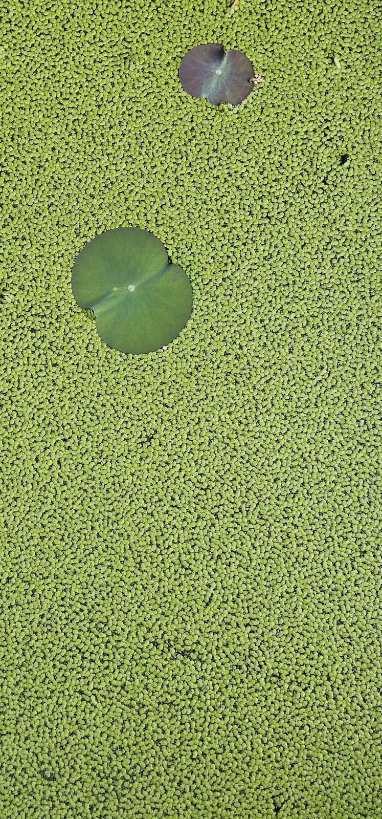 temp_1687209787270.1028519559.jpeg?type=w773