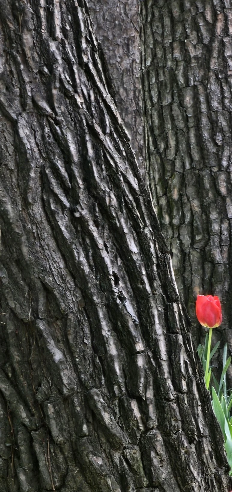 temp_1714345009723.569574014.jpeg?type=w773