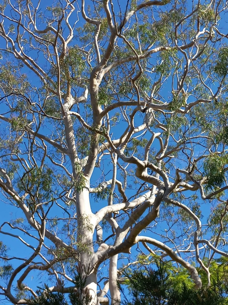 temp_1685052778068.2020553370.jpeg?type=w773