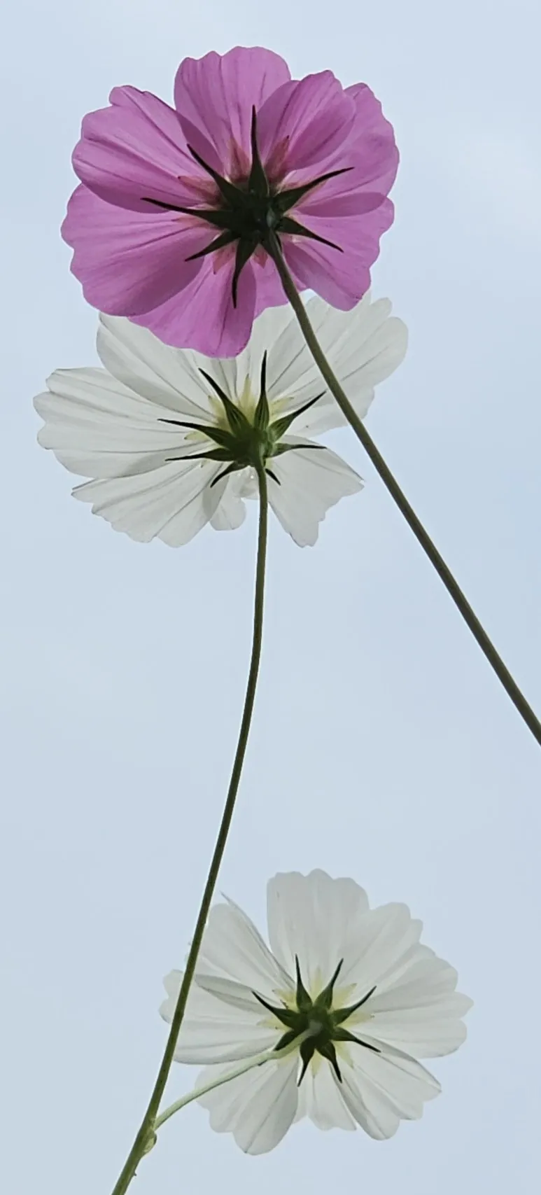 temp_1729119673056.-763069080.jpeg?type=w773