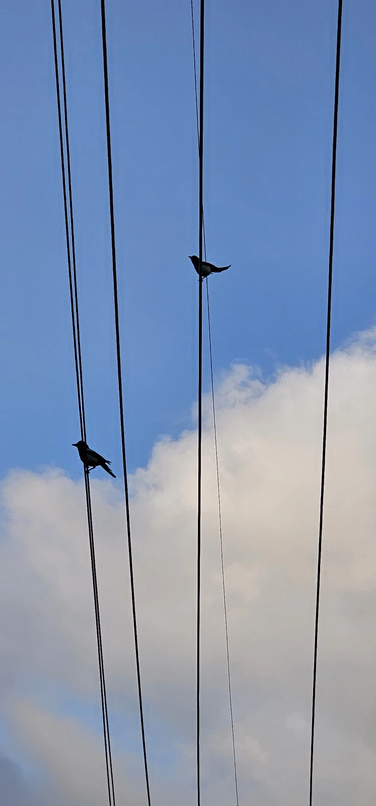 temp_1687728346754.873626877.jpeg?type=w773