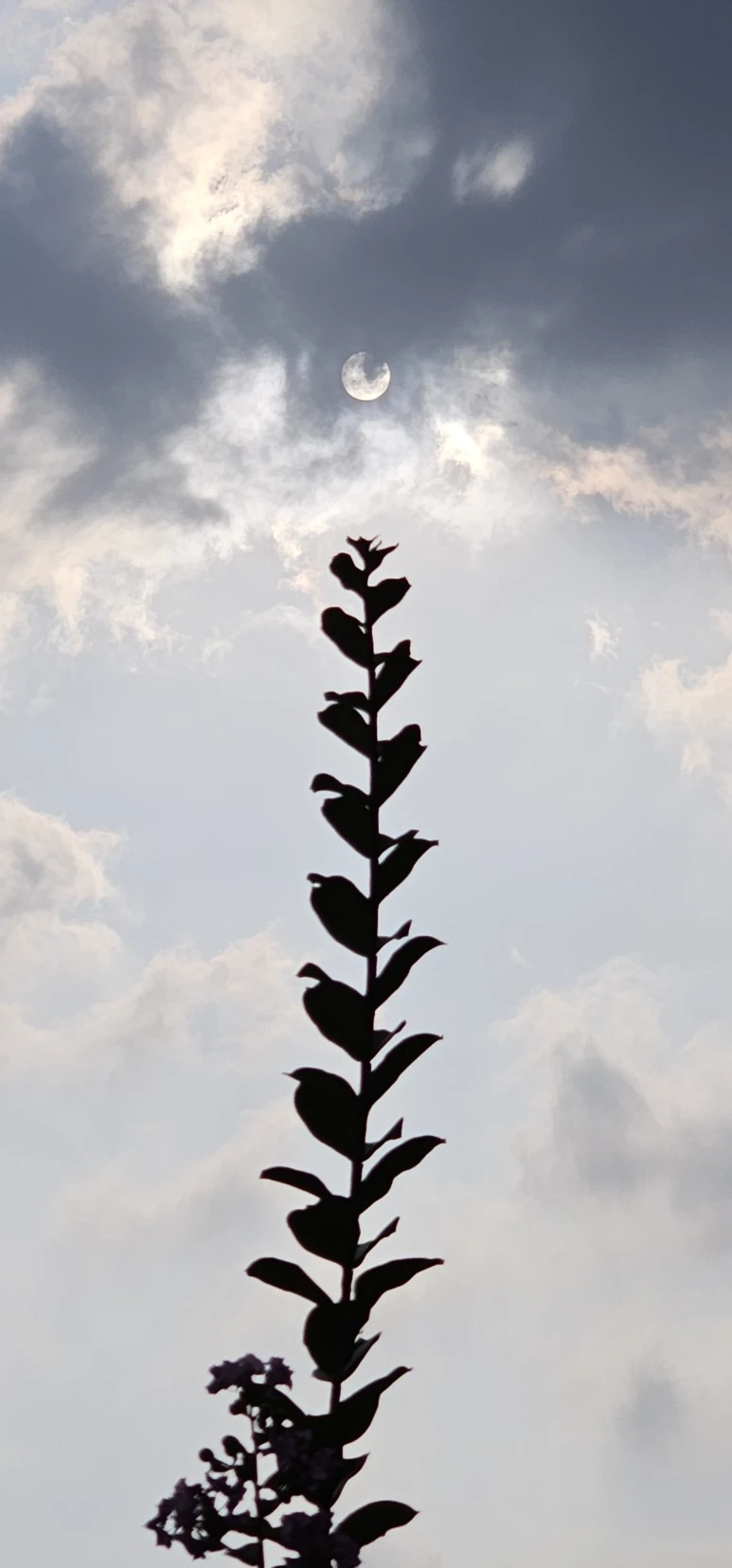 temp_1693432416081.-521654084.jpeg?type=w773