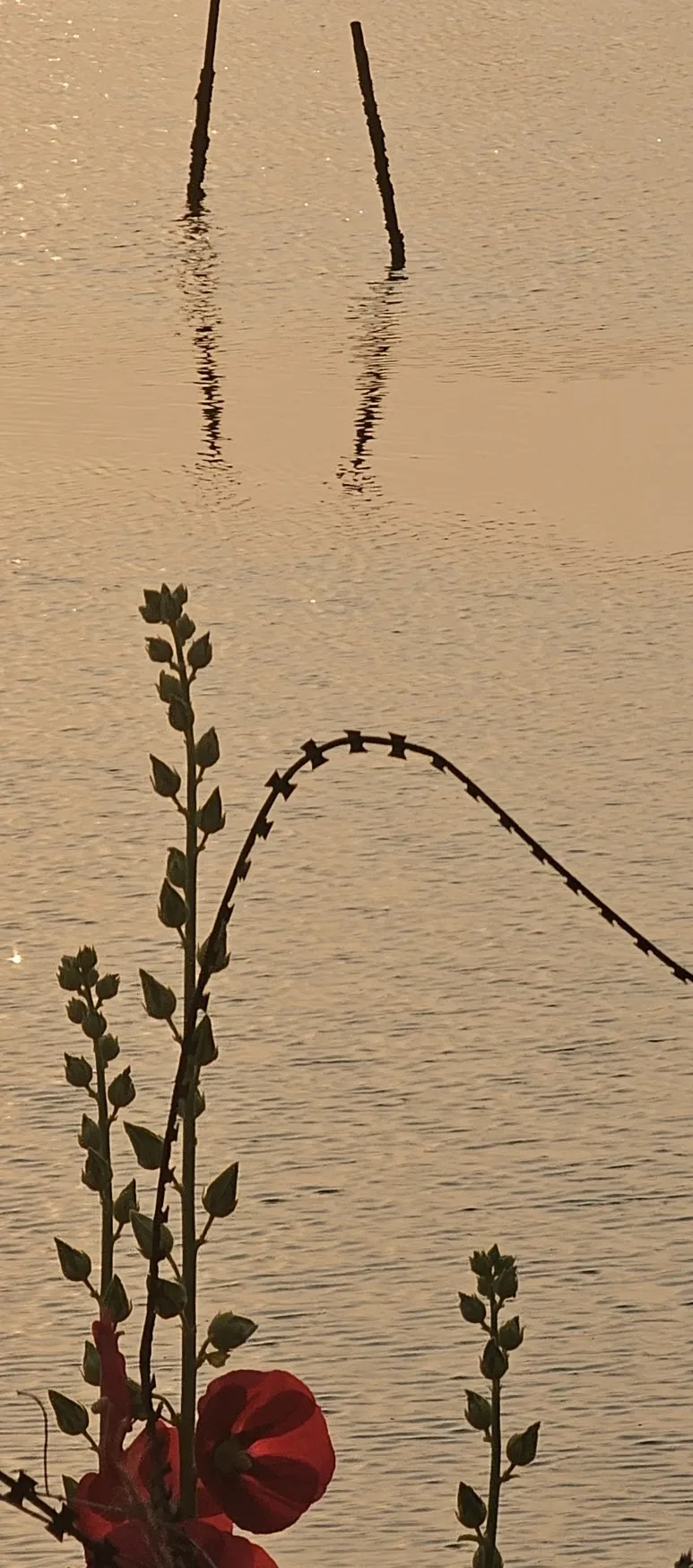 temp_1717970865197.342515754.jpeg?type=w773