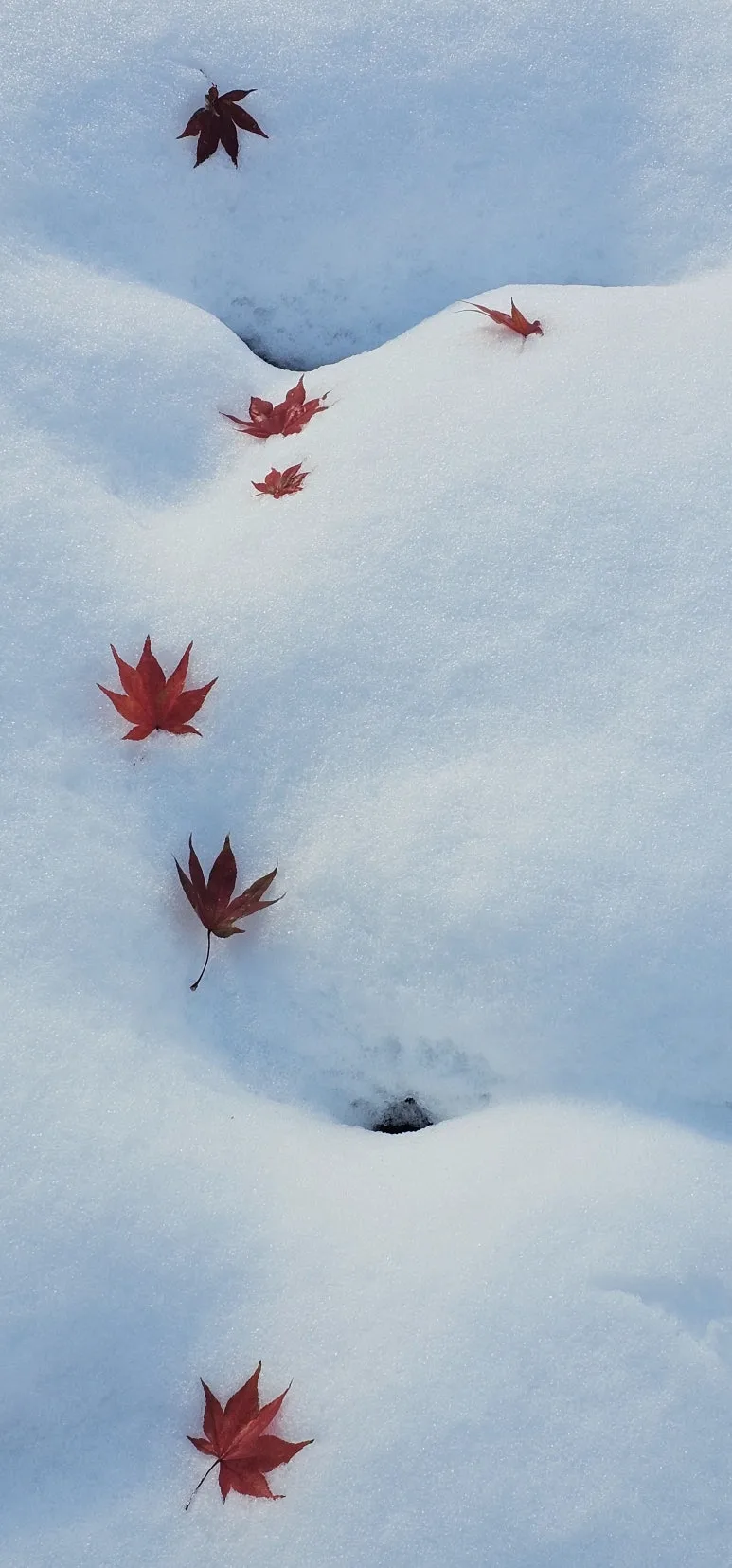 KakaoTalk_20241129_074530836.jpg?type=w773