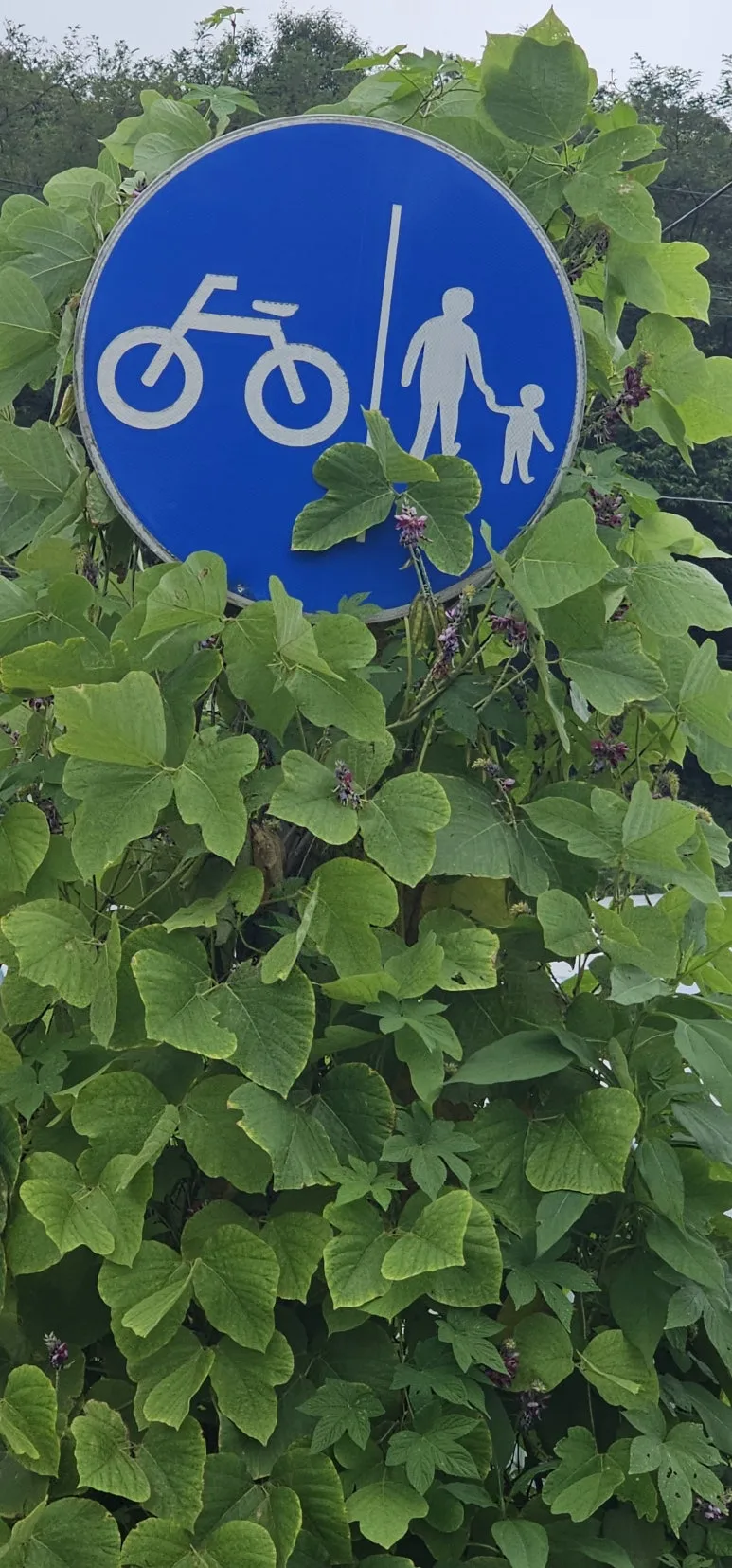 temp_1722806454330.1571278426.jpeg?type=w773