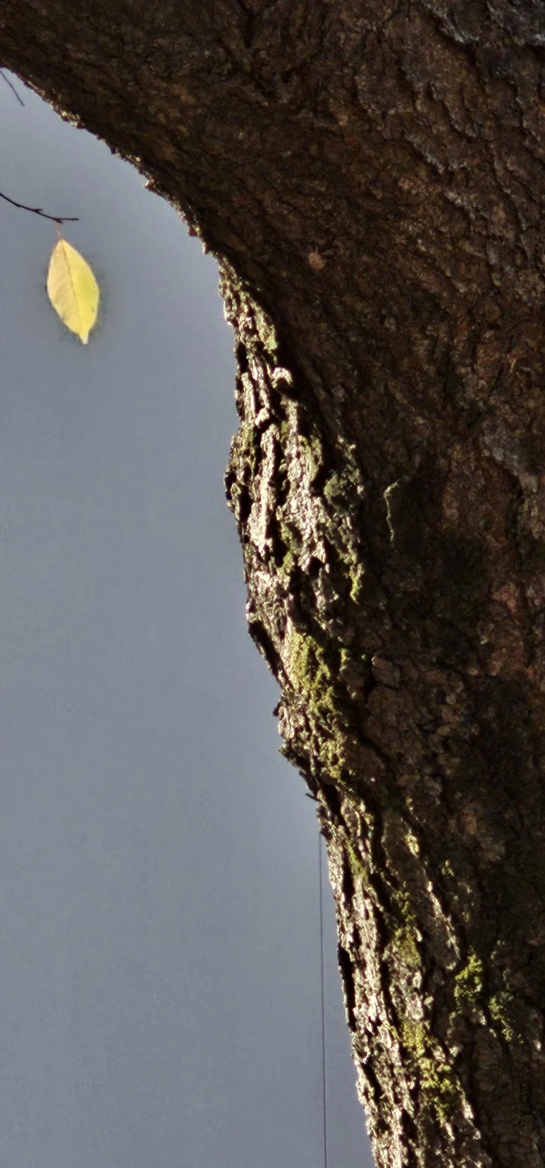 temp_1701384947068.3706167.jpeg?type=w773