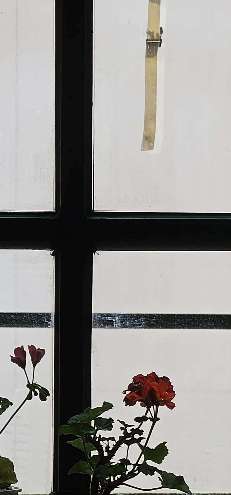 temp_1720392107431.-374033246.jpeg?type=w773