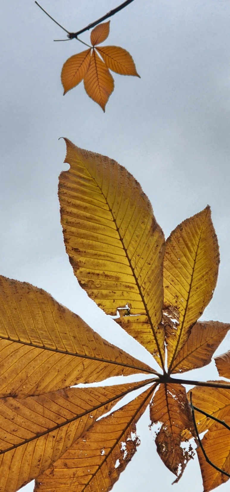 temp_1670452317634.17462178.jpeg?type=w773